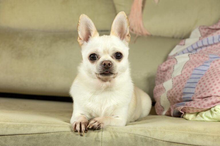 Small Chihuahua companion dog portrait.