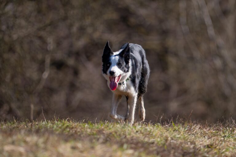 Border Collie family dog