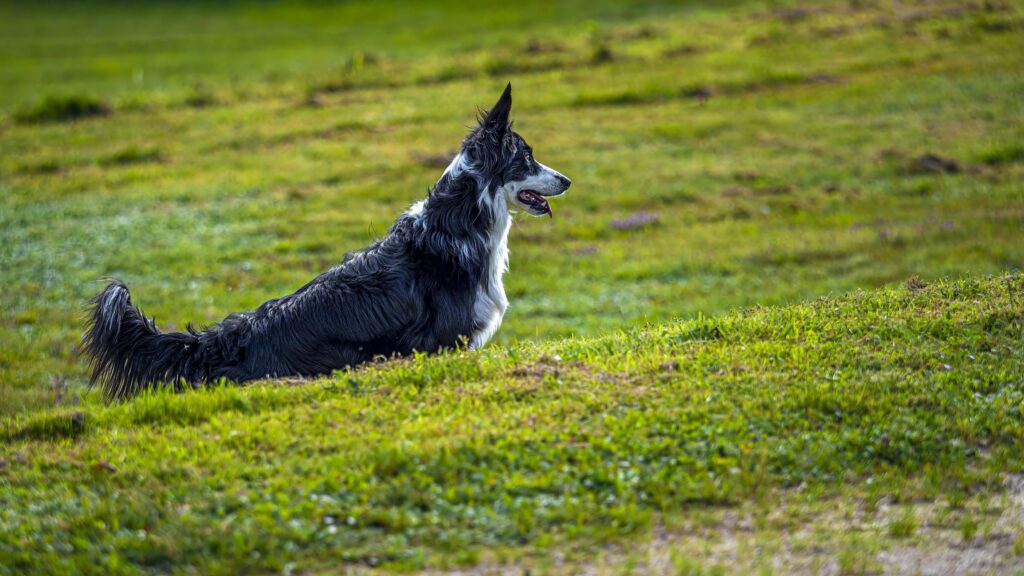 Border Collie standing in field intelligent herding dog.