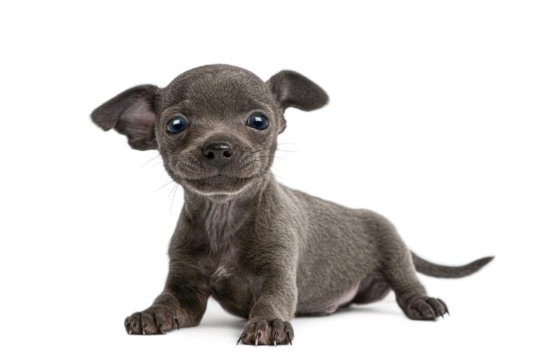 Cute chihuahua puppy looking at camera on white background