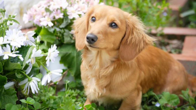 Dachshund family dog standing outdoors.