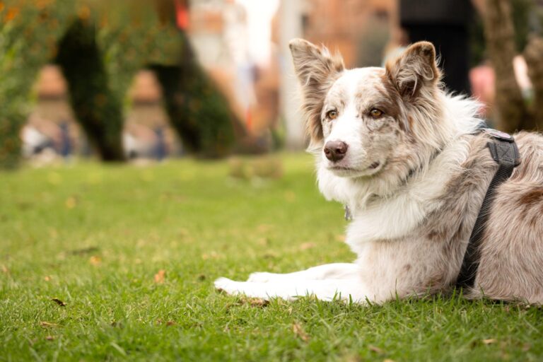 Border Collie family dog sitting in grass.