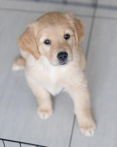 Friendly Golden Retriever family dog portrait.