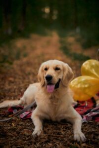 Friendly Golden Retriever family dog portrait.