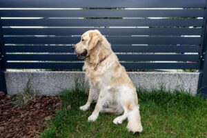 Friendly Golden Retriever family dog portrait.