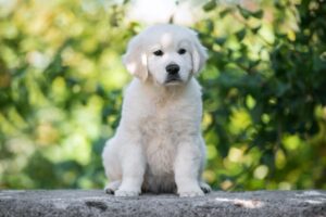 Friendly Golden Retriever family dog portrait.