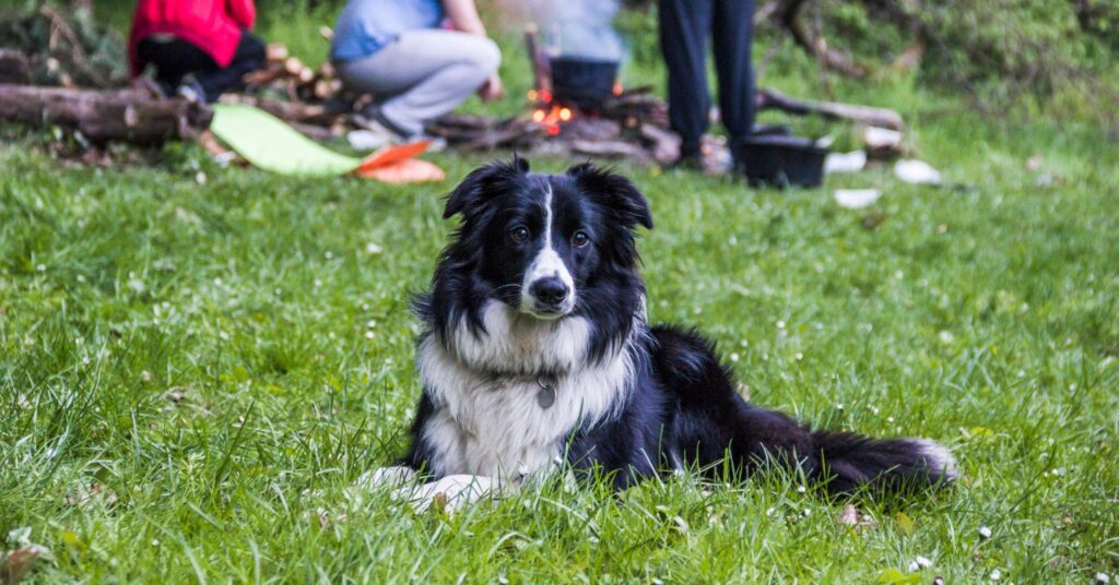 Border Collie family companion playing with children.