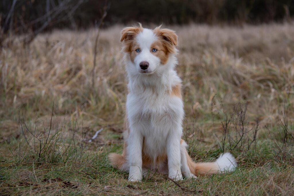 Border Collie puppy raised at Santiago Elite Kennel.