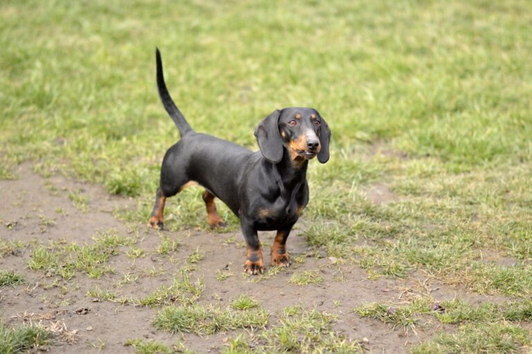 Dachshund family dog standing outdoors.